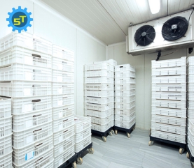 Kho lạnh bảo quản hạt giống 